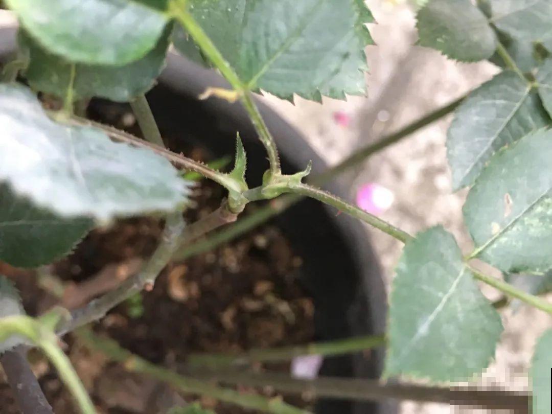 修剪时间到了，有这花赶紧剪，剪完很快又开花！
