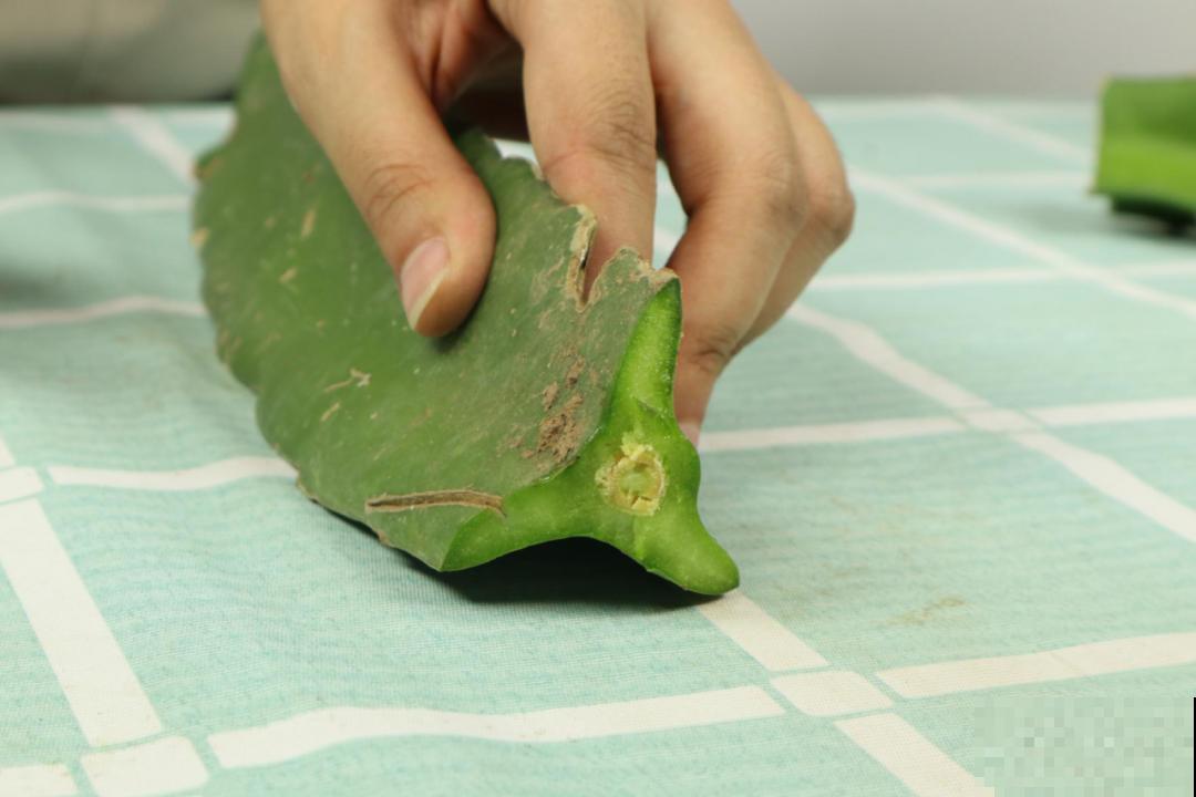 火龙果的叶子长得眼熟，仔细一看竟是蟹爪兰，还能接出甜果子！