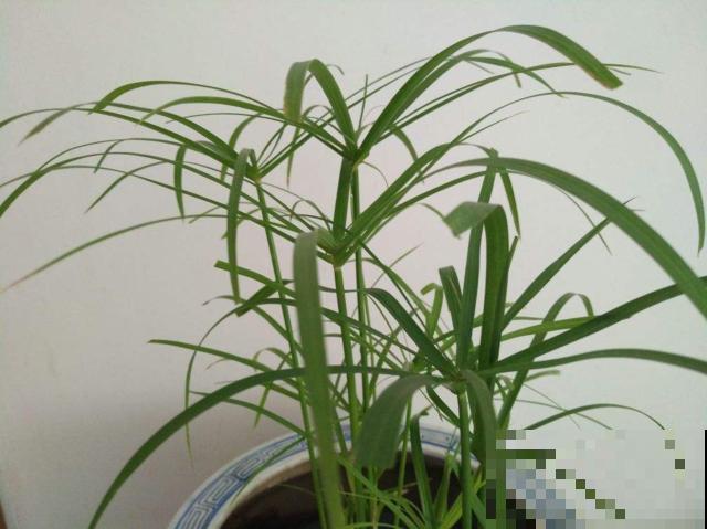 小时候常见的水竹,种在花盆里,气质提升一大截 小时候常见的水竹,种在花盆里,气质提升一大截