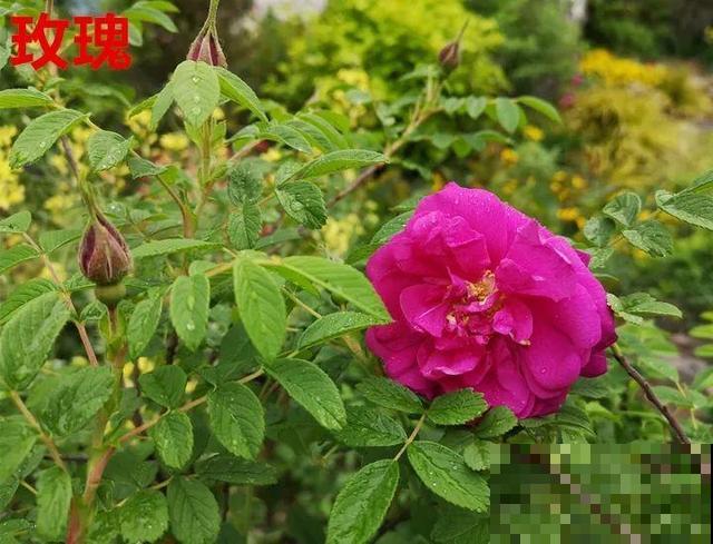 活的“香水花”，开一朵，家里香气飘飘！