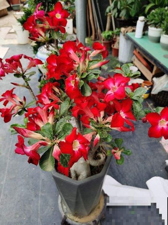 花也爱喝感冒颗粒，溶化后喂花喝掉，就像打了鸡血一般！
