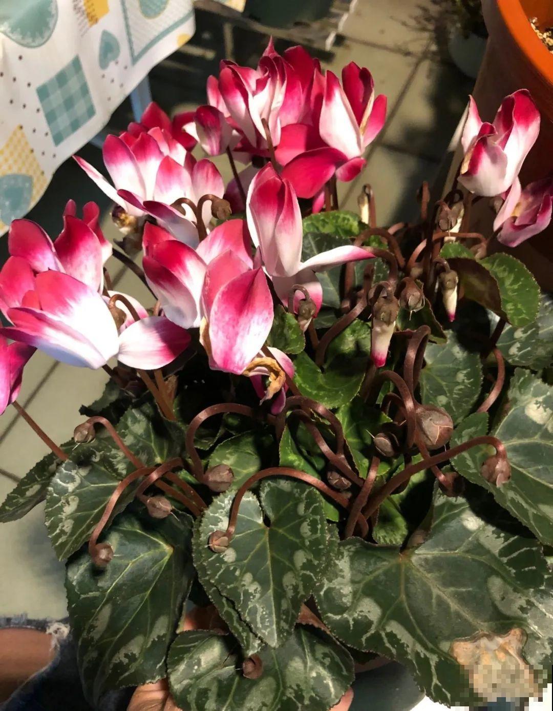 叶子唰啦全剪了，竟然冒出满盆花苞，神奇！