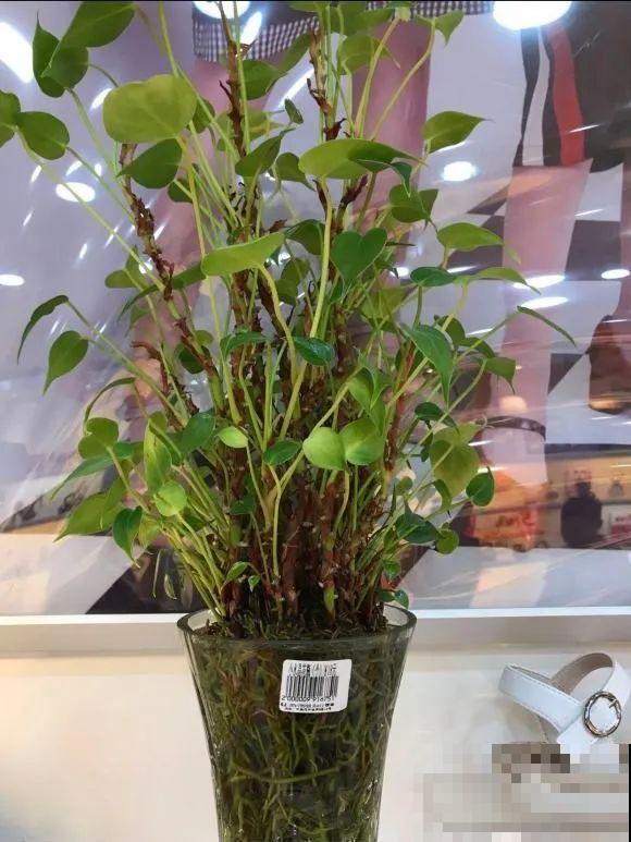 虎皮兰,红掌,吊兰养成老桩,变成大树,真壮观! 虎皮兰,红掌,吊兰养成老桩,变成大树,真壮观!