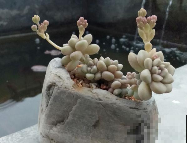 花盆买不起，自己动手做，好看又实用！
