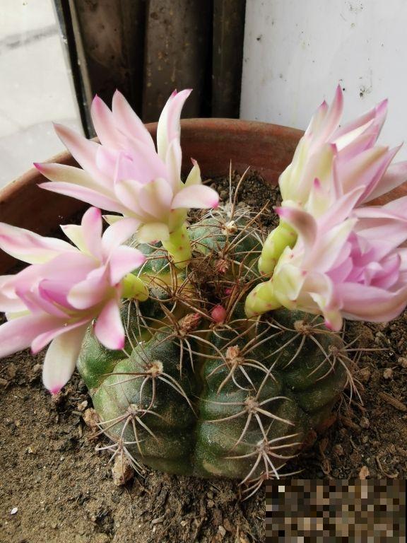 夏天养仙人球,记住两少一多,大花蹭蹭开 夏天养仙人球,记住两少一多,大花蹭蹭开