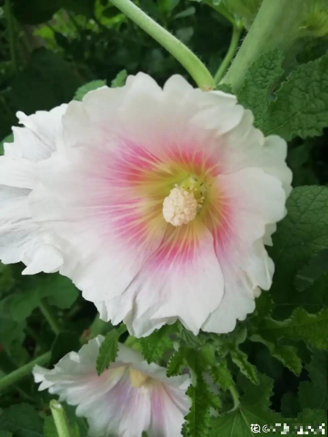 大门口养这几种花，开花就是一大片，邻居都跑来看！