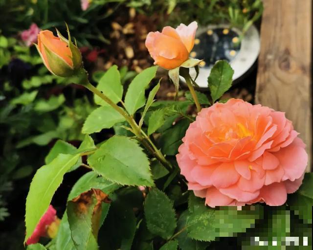 花出现黄叶打蔫，千万别扔，还能救回来！