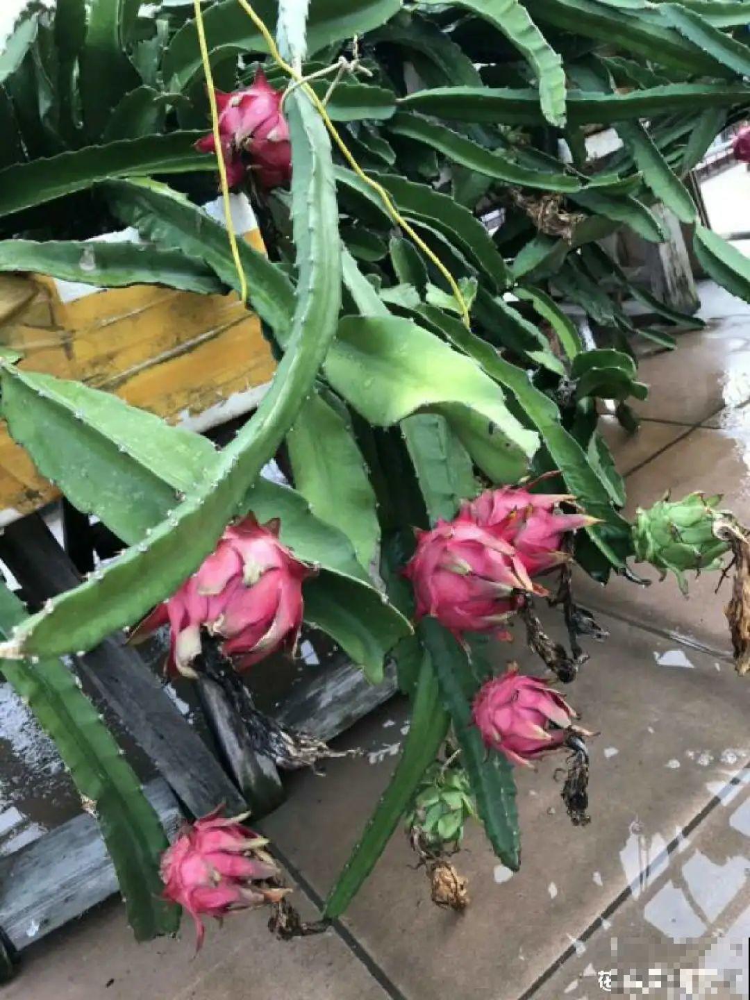 火龙果的叶子长得眼熟，仔细一看竟是蟹爪兰，还能接出甜果子！