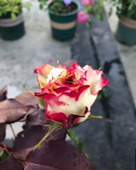 家里的花长出这种叶，千万保护好，特别值钱！