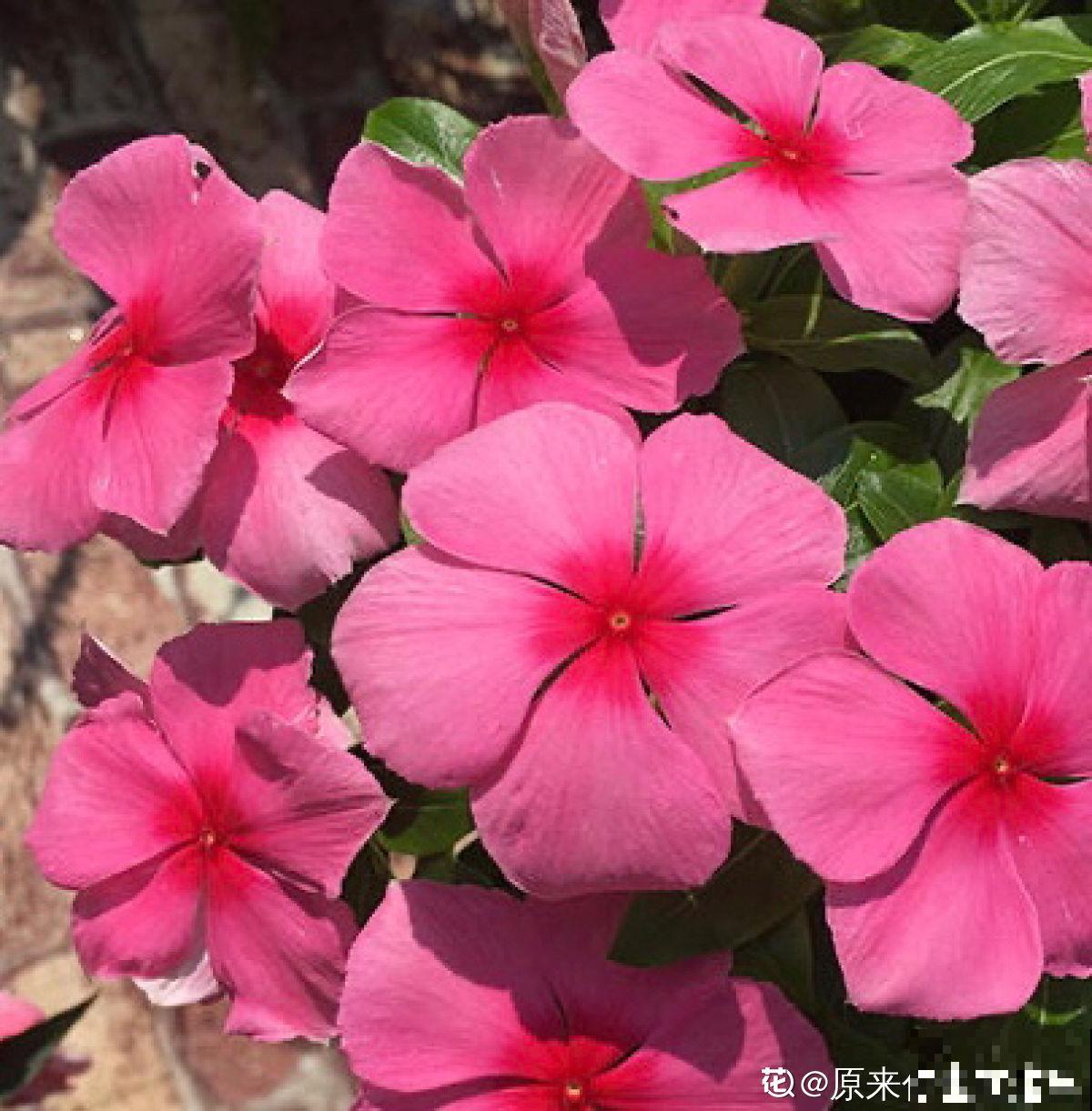长春花原来有这么多品种,粉色的最大众,紫色的最仙! 长春花原来有这么多品种,粉色的最大众,紫色的最仙!