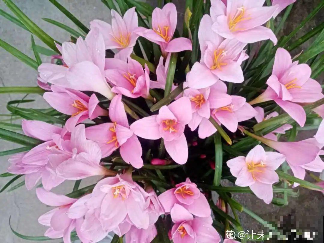 叶子唰啦全剪了，竟然冒出满盆花苞，神奇！