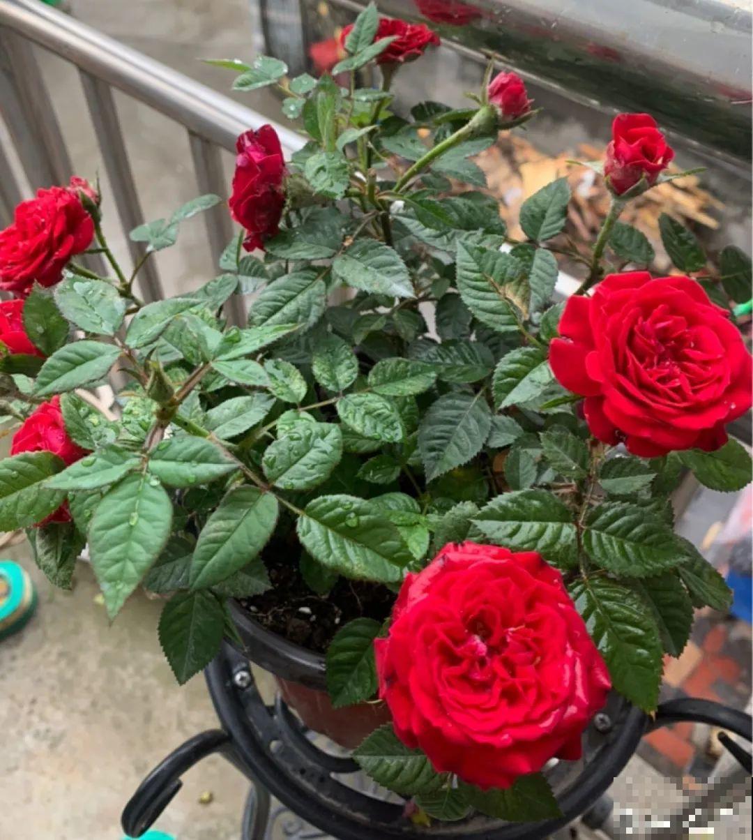 8种花，5月要赶紧修剪，剪完了还能窜新芽