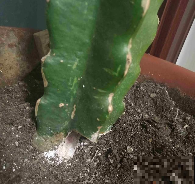 夏天潮湿闷热，一不小心花就烂根，看准时机砍掉，照样长出新叶子