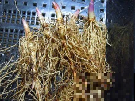 活的“香水花”，开一朵，家里香气飘飘！