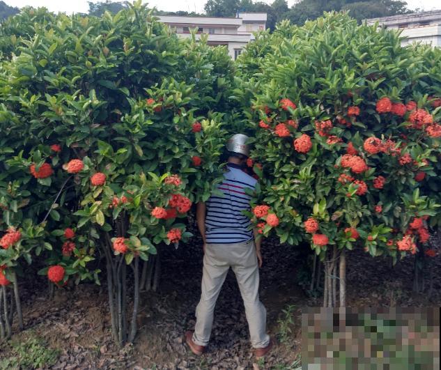 6种“红色”花,一开一大片,疯长起来拦不住! 6种“红色”花,一开一大片,疯长起来拦不住!