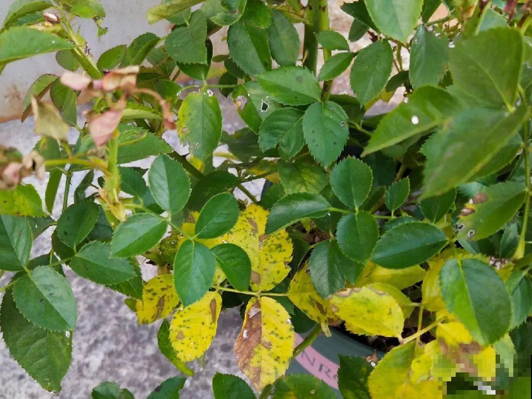 天热黄叶，原因都在这儿，一看就明白！