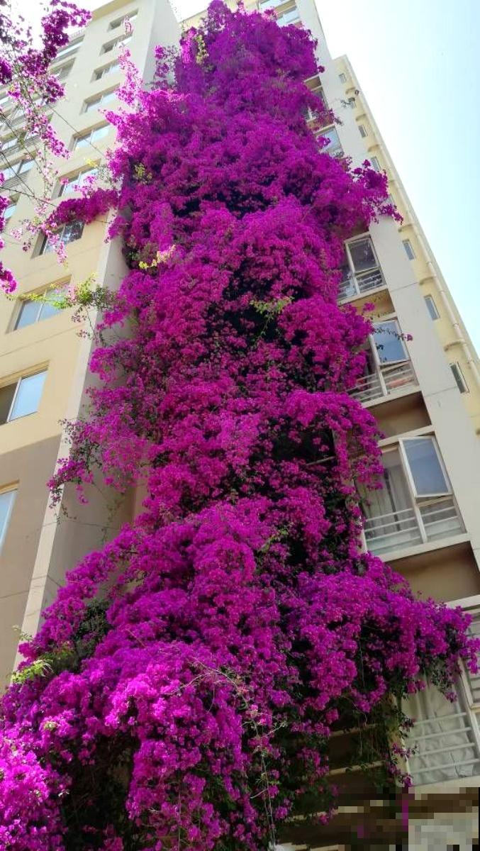 6种“红色”花,一开一大片,疯长起来拦不住! 6种“红色”花,一开一大片,疯长起来拦不住!