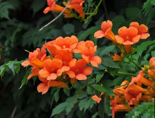 最美的路边花，沾土爬满墙，越热开得越多！