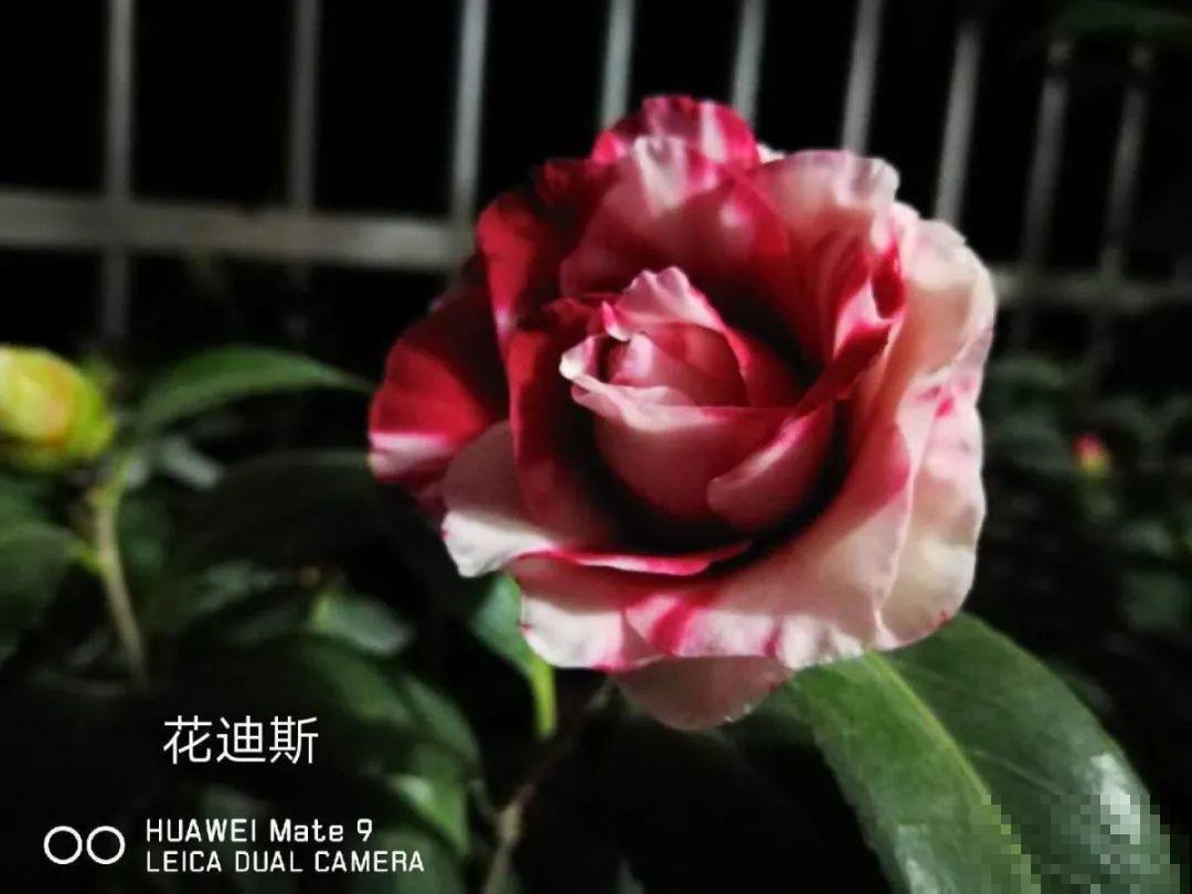 18种难养的花，把握一个点，就能起死回生！