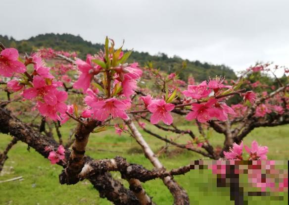 院子里种果树，有什么风水讲究？都进来看看吧！