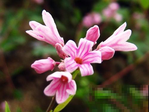 5种植物花粉有毒，不要摘下来闻，对身体不好！