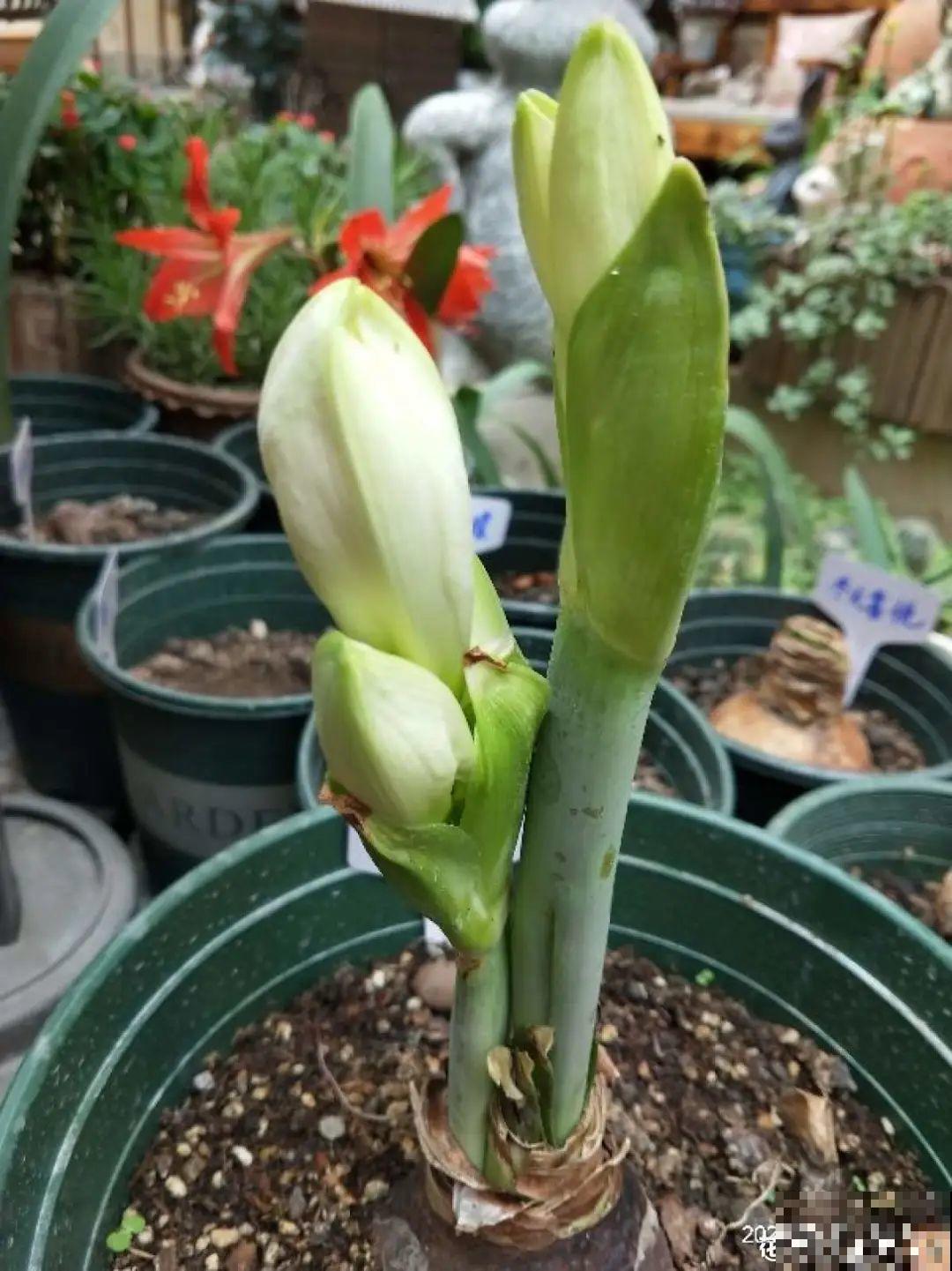 1个“洋葱”埋盆里，开花比脸还大，养10年挖出一大盆！