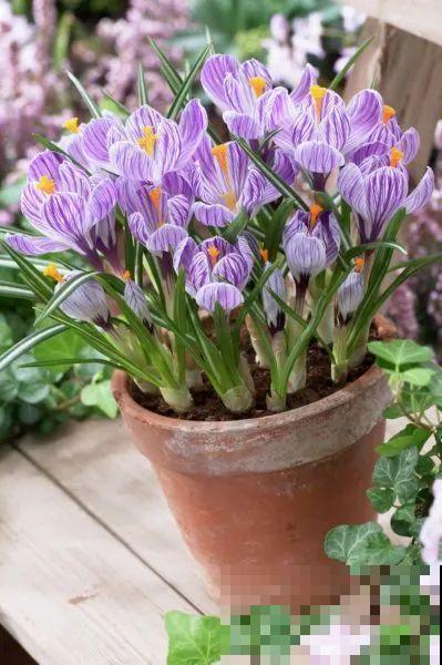 院子里超适合养番红花，开花鲜艳多彩，下雪也不耽误开花