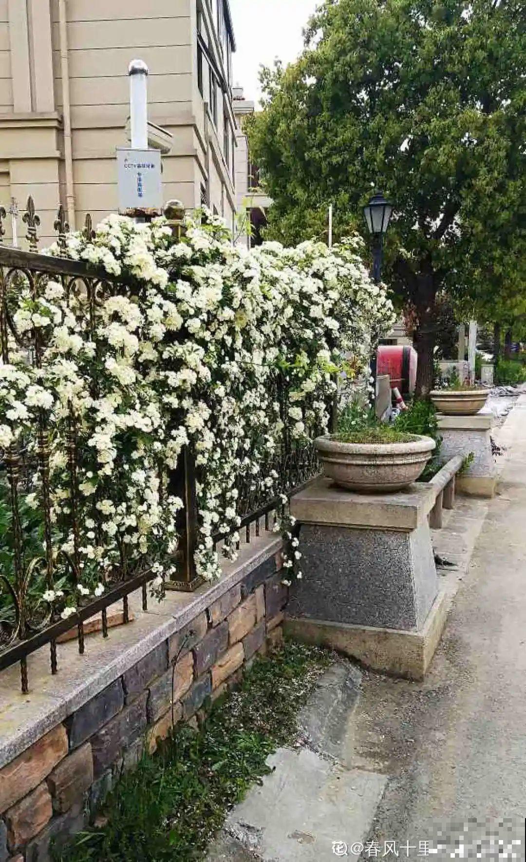 路边养6种花,香味能传3里地,香掉你的鼻子! 路边养6种花,香味能传3里地,香掉你的鼻子!