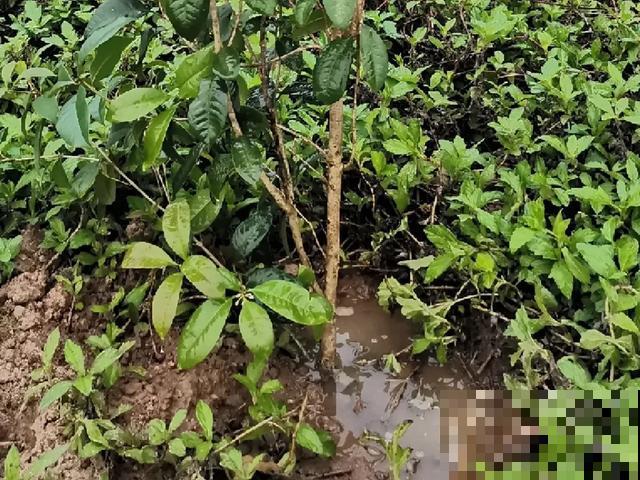8种花,天热不能换盆,换了3天必死! 8种花,天热不能换盆,换了3天必死!