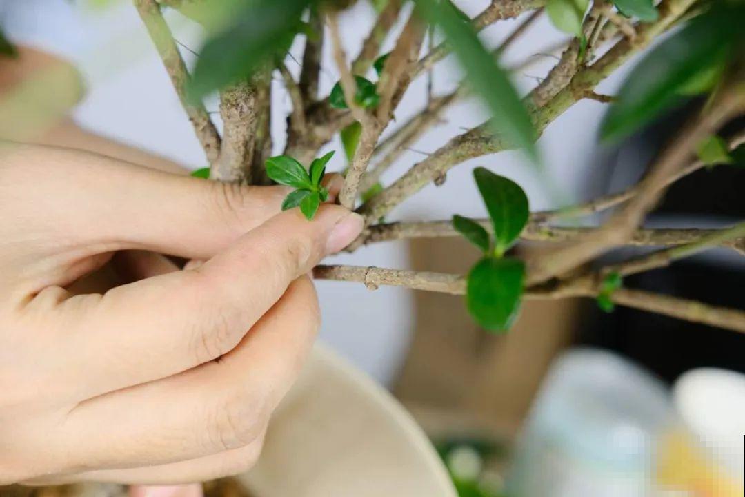 栀子花太难养？记住：少折腾，不黄叶，保证年年开花！
