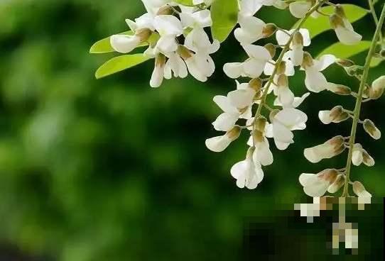 摘点槐花吃算什么，真厉害的都开始扦插槐树了，超简单！