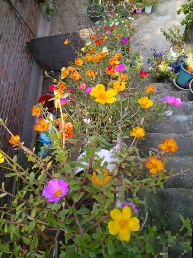 塑料瓶、油桶,养花做造型,真是绝了! 塑料瓶、油桶,养花做造型,真是绝了!