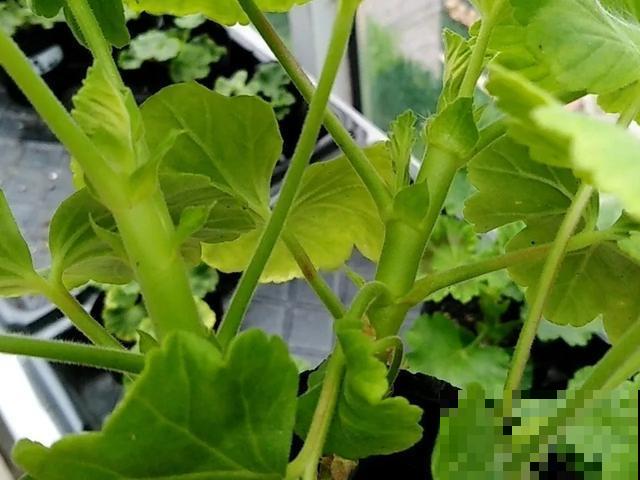 天热扦插3种花,成活率很高,2周就冒大白根! 天热扦插3种花,成活率很高,2周就冒大白根!