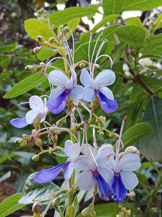 3种花开花就像小蝴蝶,好养皮实,种上一片美翻了 3种花开花就像小蝴蝶,好养皮实,种上一片美翻了