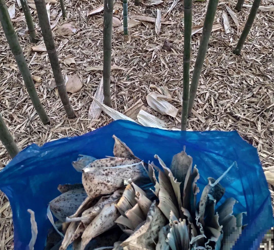 端午节,离不开这8种花,镇宅保平安! 端午节,离不开这8种花,镇宅保平安!