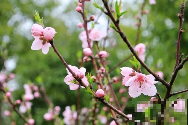 30首与花有关的老歌，满满的回忆，每一首都很经典！