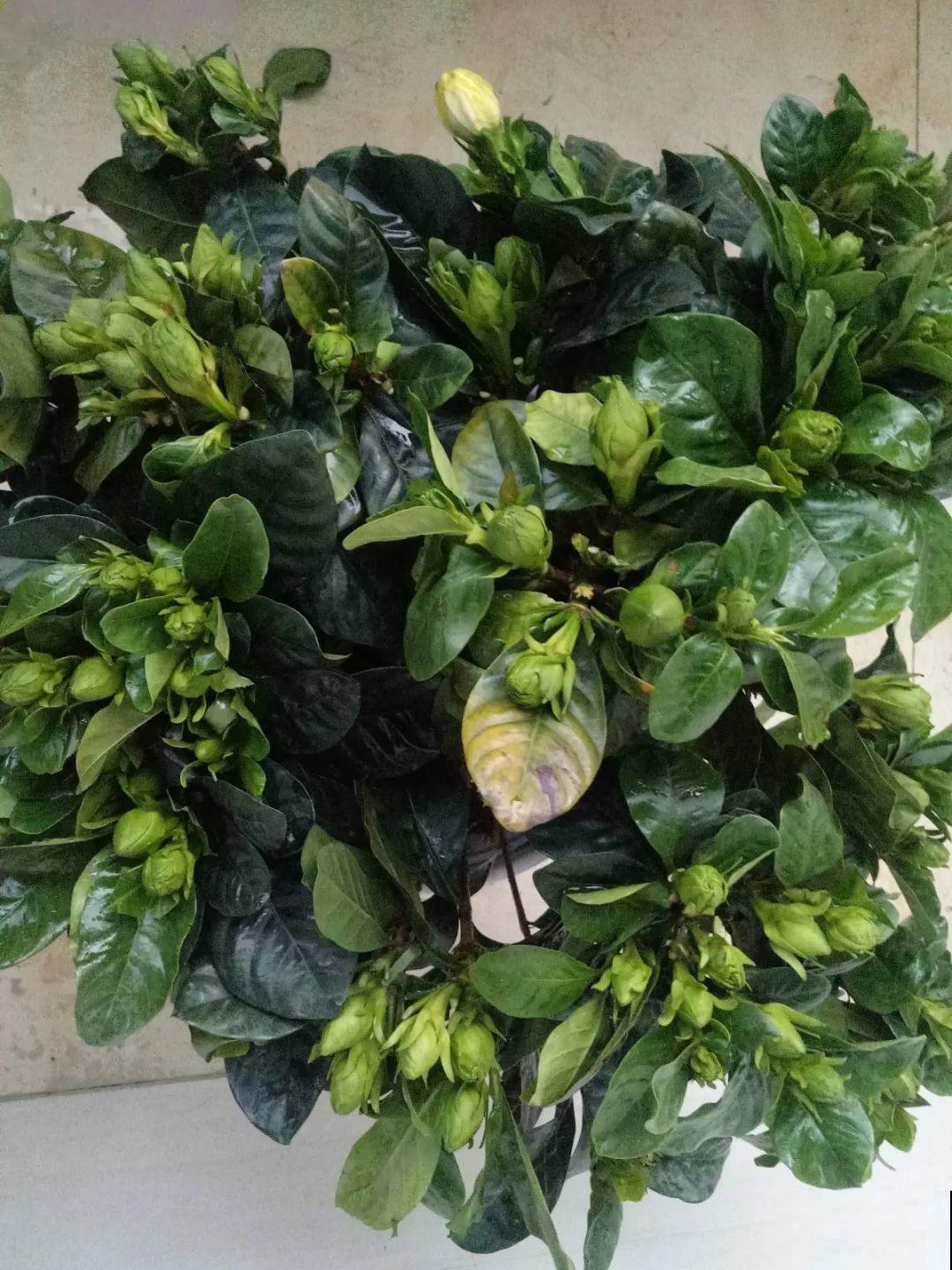 栀子花太难养？记住：少折腾，不黄叶，保证年年开花！