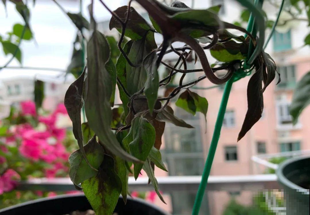 夏天花卉叶子哗哗掉,赶紧遮阴,不然掉成光杆司令 夏天花卉叶子哗哗掉,赶紧遮阴,不然掉成光杆司令