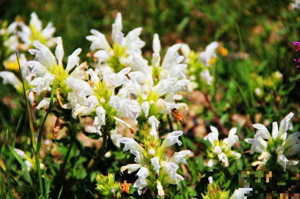 10种小众花，见过的人很少，开花比月季茉莉都美！