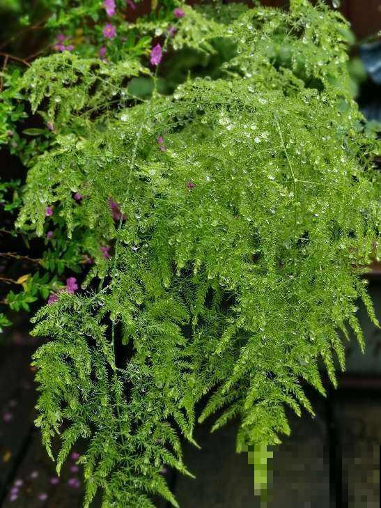 小时候常见的水竹,种在花盆里,气质提升一大截 小时候常见的水竹,种在花盆里,气质提升一大截