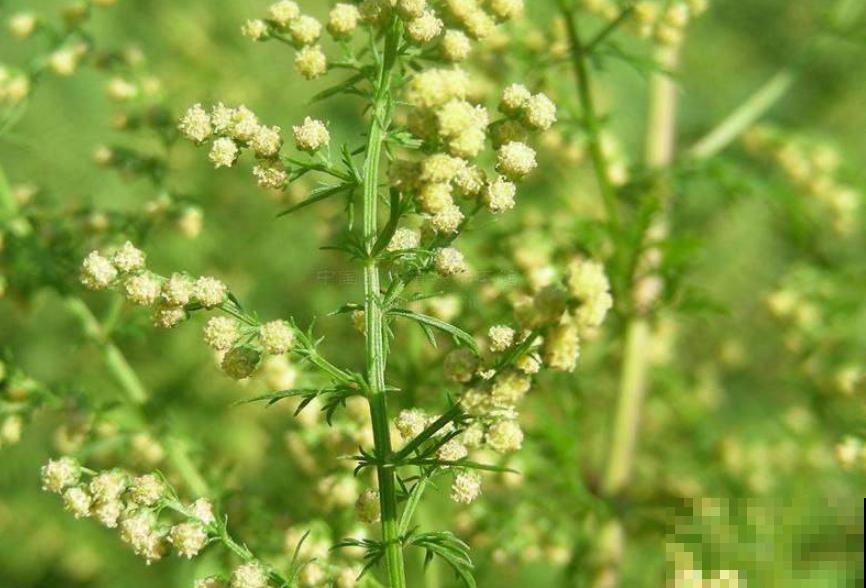 野外有哪些危险的植物？5种有毒植物，一定要避开！