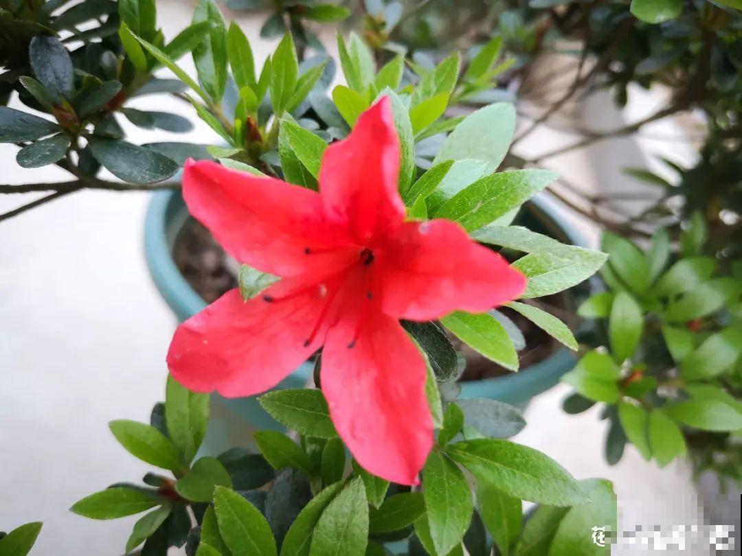 7月出梅，7月入伏，这些花赶紧收拾了！