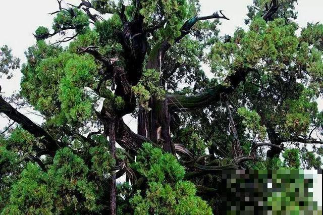 中国8大古树，历经千年不倒，最老一棵4000岁！