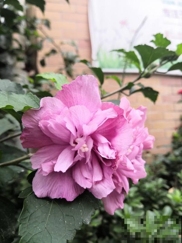 农村常见的花,摘下来还能做菜吃,味道比鸡肉还鲜美 农村常见的花,摘下来还能做菜吃,味道比鸡肉还鲜美