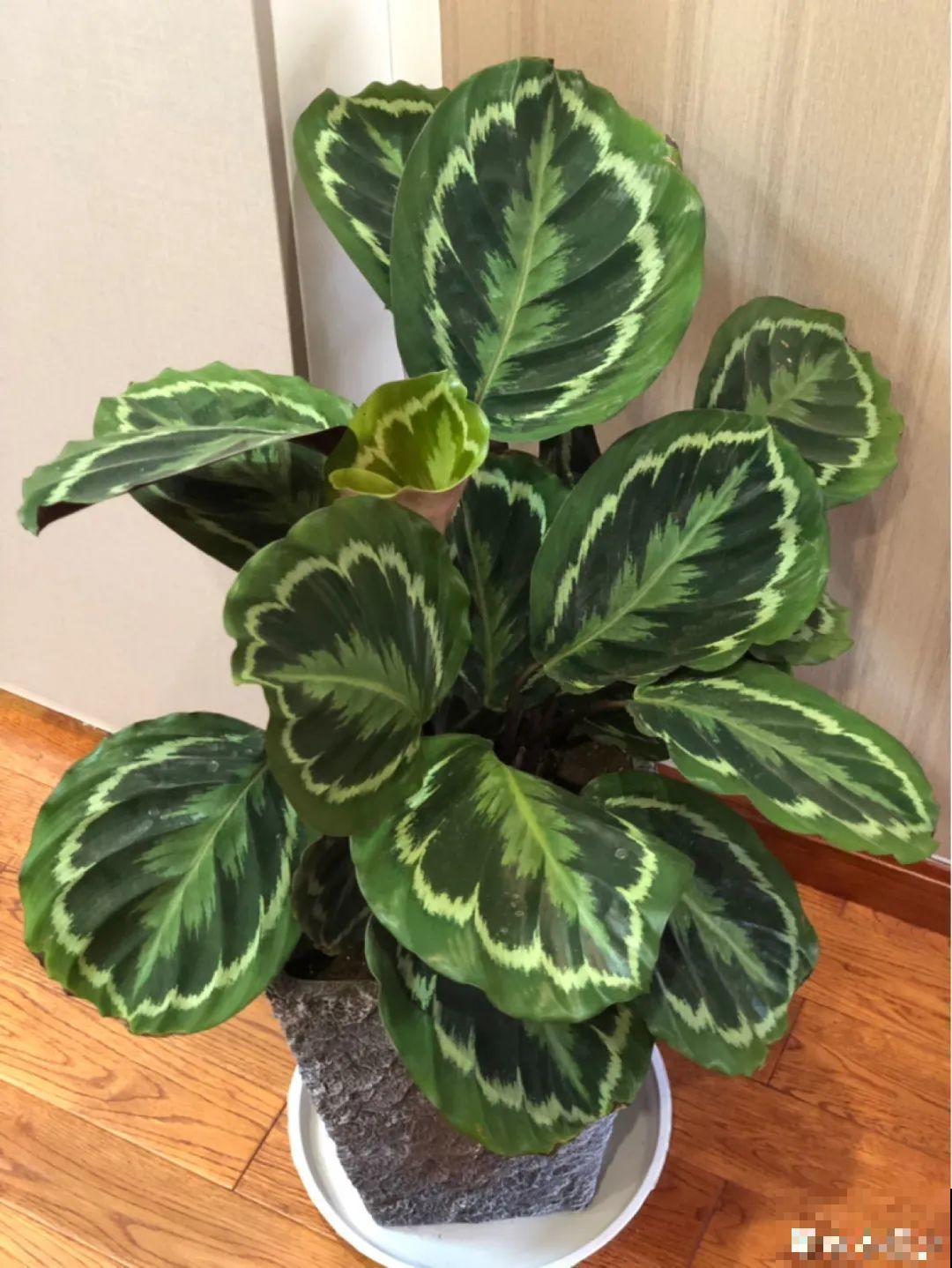 7种花就是饮水机,一天不喝水,叶子全瘪了! 7种花就是饮水机,一天不喝水,叶子全瘪了!