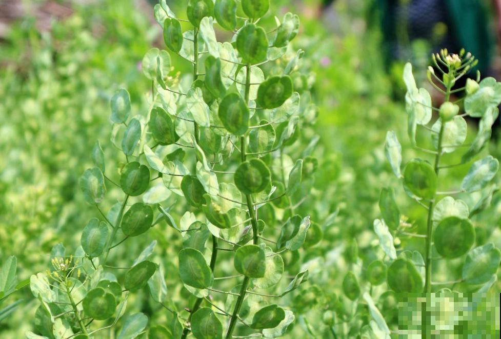 10种小众花，见过的人很少，开花比月季茉莉都美！