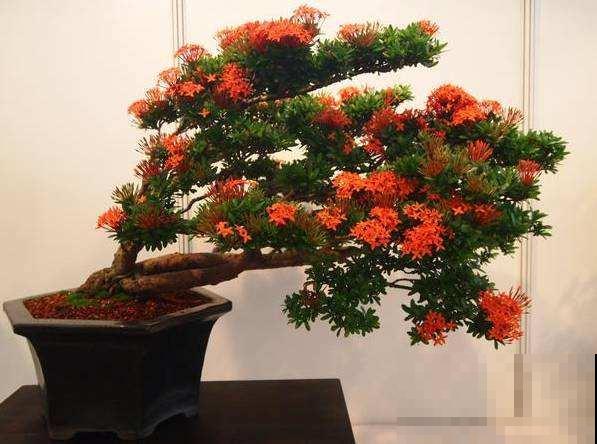 6种“红色”花,一开一大片,疯长起来拦不住! 6种“红色”花,一开一大片,疯长起来拦不住!