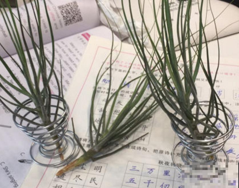 好养不多事 只要你足够“懒”，这三种花绝对能长的枝繁叶茂！