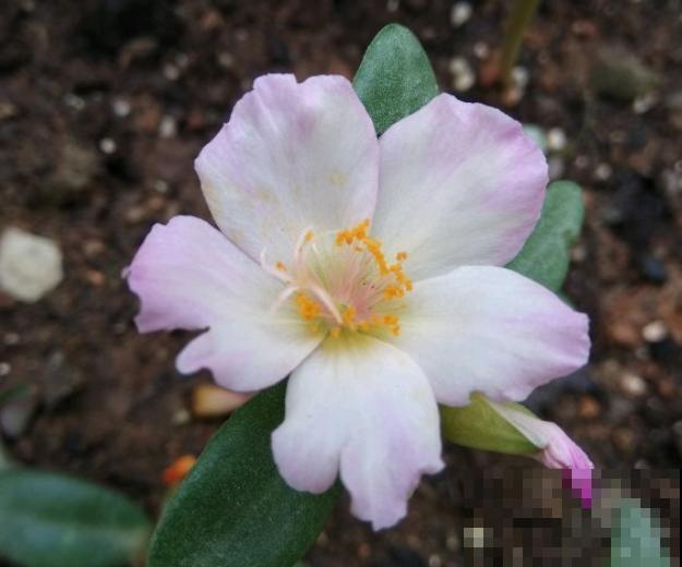 死不了的太阳花，夏天能把盆撑破，20多个品种你都没见过！