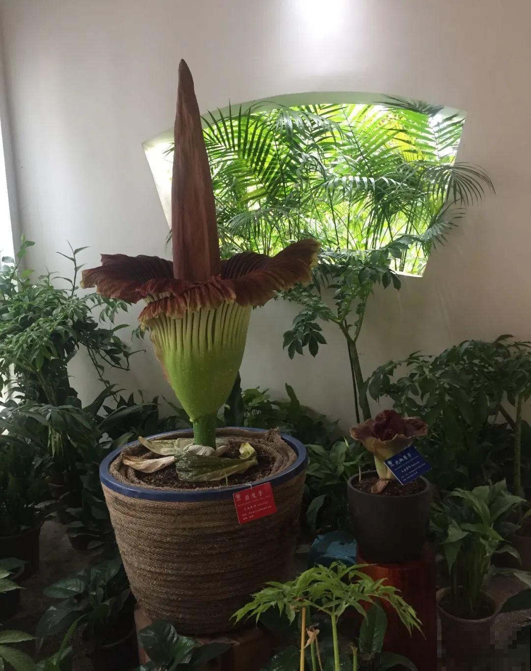 听起来吓人的花,超有特点,你敢养吗 听起来吓人的花,超有特点,你敢养吗